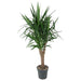 yucca-elephantipe-vertakt-150-cm-o31