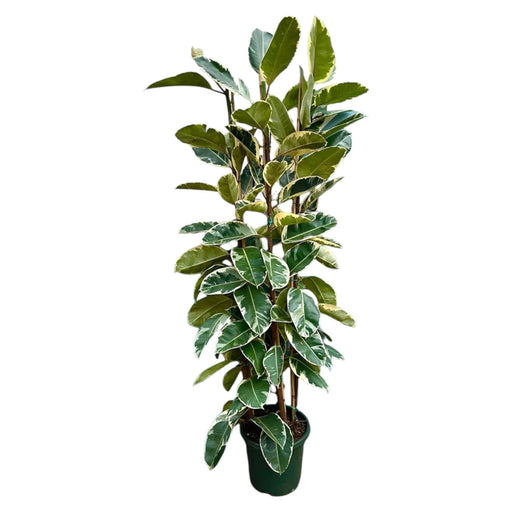 ficus-elastica-tineke-struik-225cm-o40