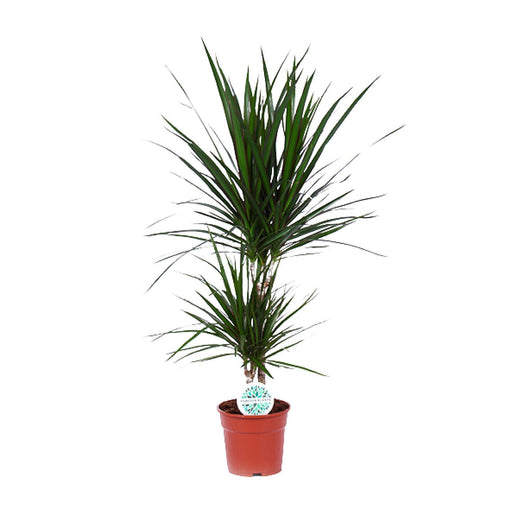 dracaena-marginata-o17cm-↕75cm