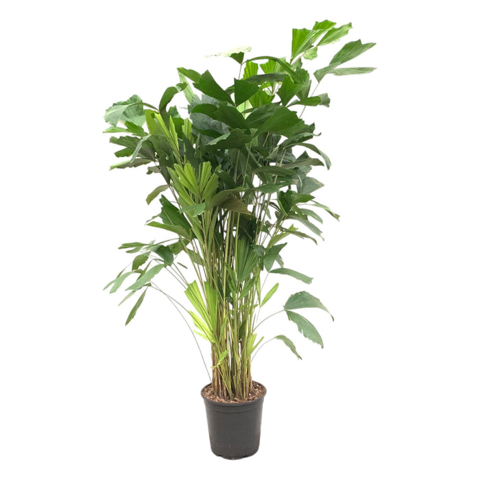 caryota-mitis-140-cm-o24