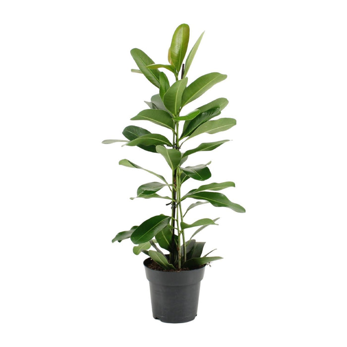 ficus-microcarpa-smile®-o17cm-↕70cm