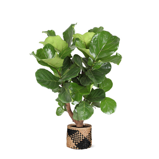 ficus-lyrata-vertakt-o27cm-↕130cm-in-albury-black-print-mand