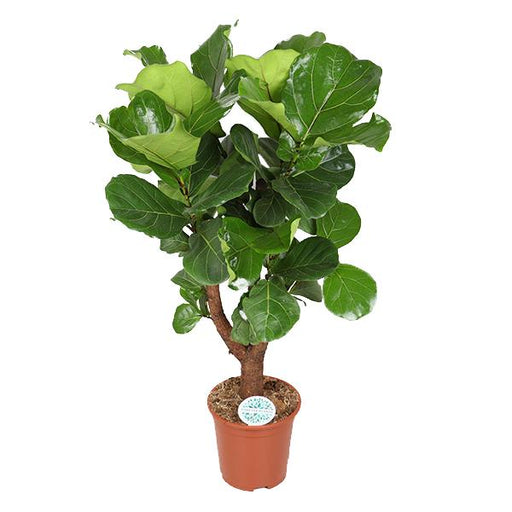 ficus-lyrata-vertakt-o27cm-↕130cm-o27cm-↕140cm