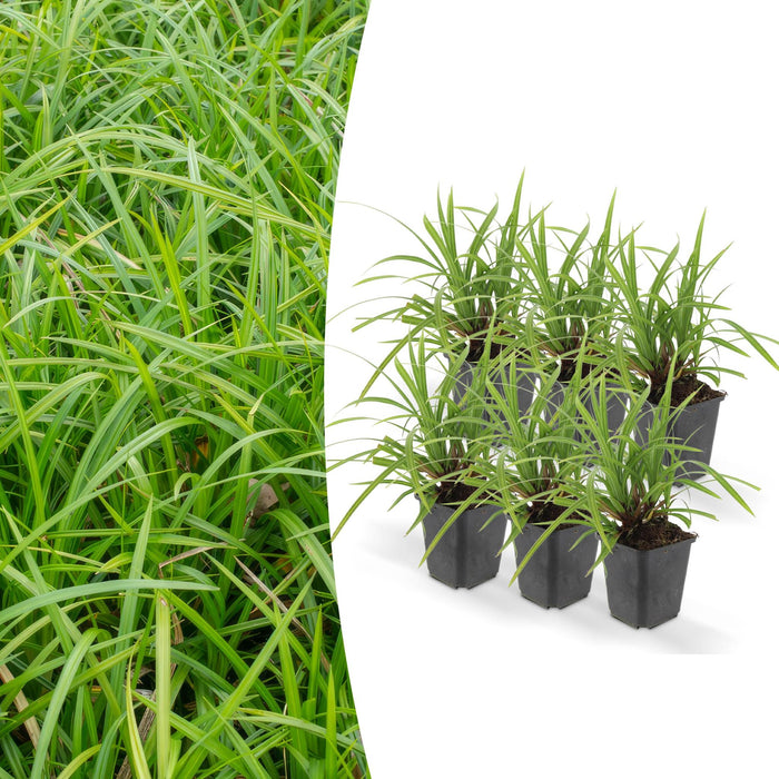 6x-carex-morrowii-irish-green-↕10-25cm-o9cm