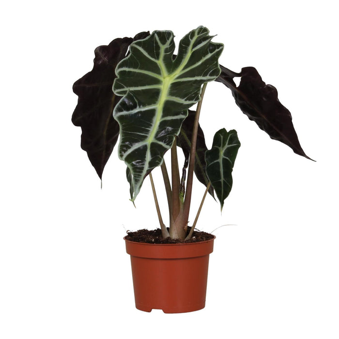 alocasia-amazonica-polly-o12cm-↕30cm