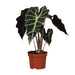 alocasia-amazonica-polly-o12cm-↕30cm