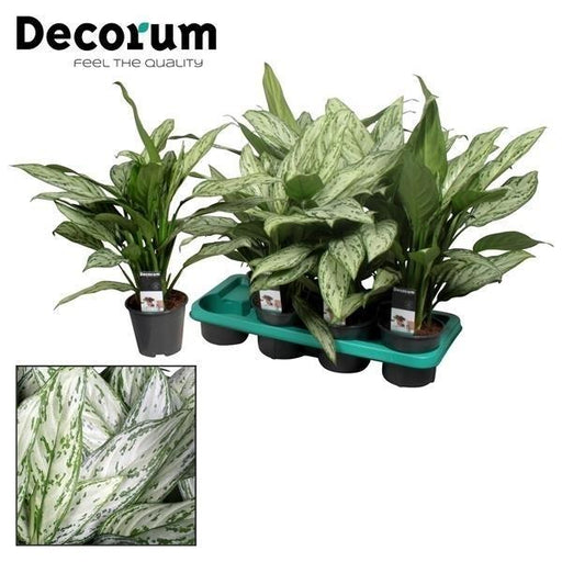 aglaonema-silver-queen-decorum-o14cm-↕45cm