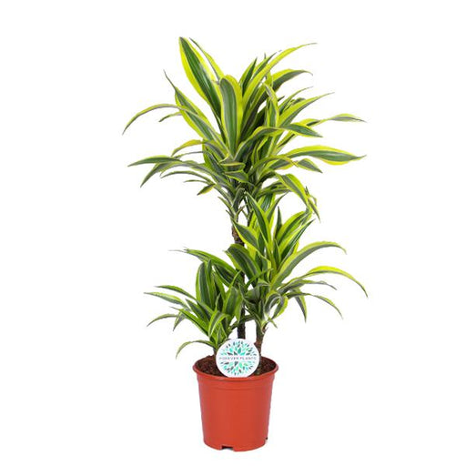 dracaena-lemon-lime-o21cm-↕65cm