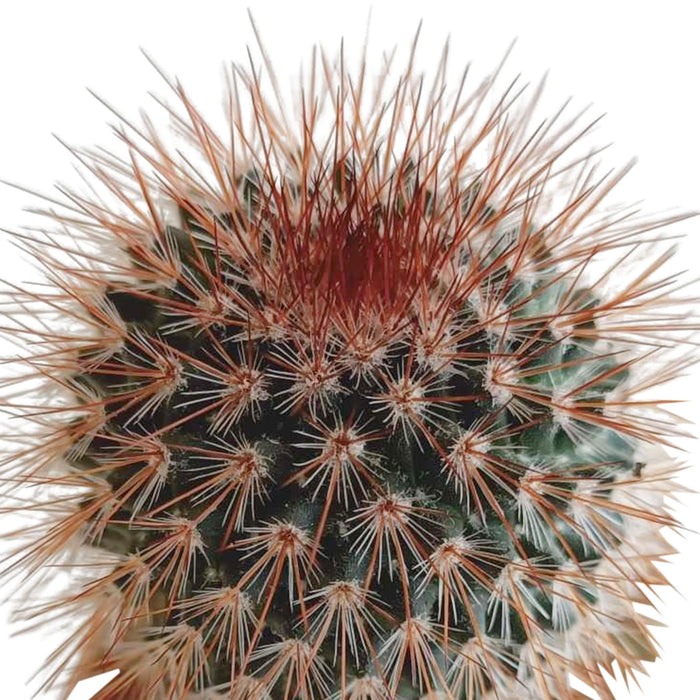 cactus-mix-5-5-cm-5x-in-mexicaanse-pot