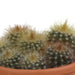 cactus-mix-5-5-cm-5x-in-terracotta-pot