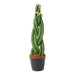 sansevieria-cylindrica-twist-40-cm-o10-5