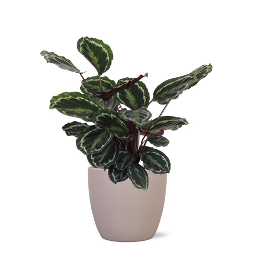 calathea-medaillon-o21cm-↕70cm-in-boule-taupe-pot