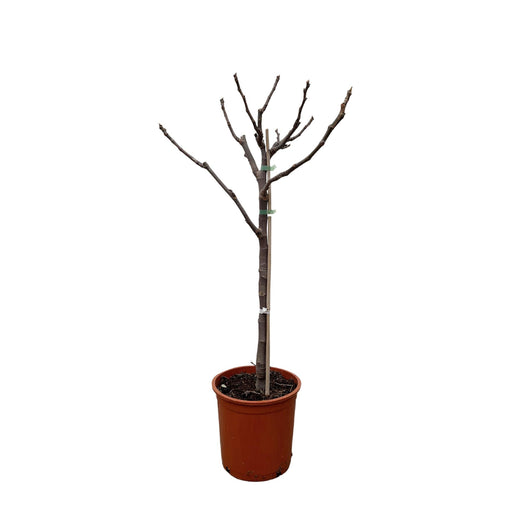 ficus-carica-op-stam-100-cm-o20