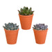 echeveria-mix-8-5-cm-3x-in-terracotta-pot