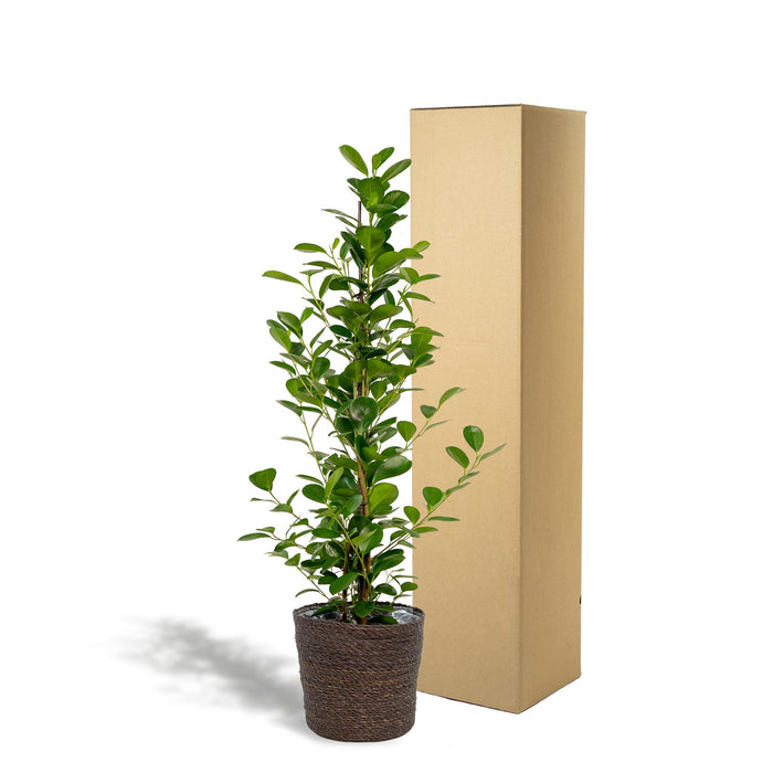 ficus-microcarpa-moclame-95cm-o21cm-mand-igmar