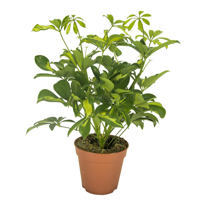 schefflera-gerda-o13cm-↕35cm