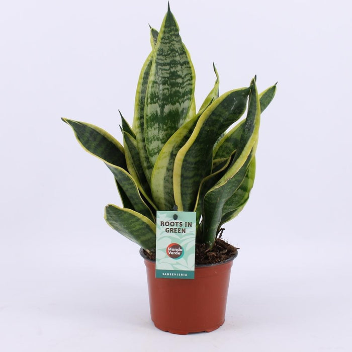 sansevieria-futura-superba-o12cm-↕35cm