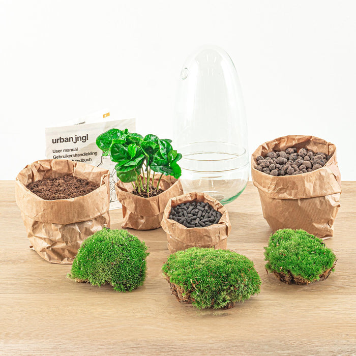 diy-terrarium-egg-coffea-arabica-↕-25-cm