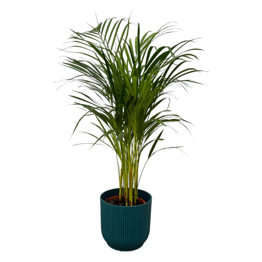 areca-palm-85cm-o19cm-inclusief-elho-vibes-fold-round-blauw-d22xh20