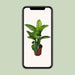 dieffenbachia-seguine-tropic-snow-o24cm-↕85cm