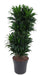 dracaena-compacta-vertakt-p27-o27cm-↕100cm