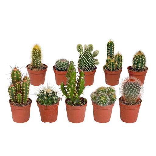 cactus-mix-5-5-cm-10x-zonder-pot