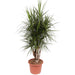 dracaena-marginata-vertakt-170-cm-o40