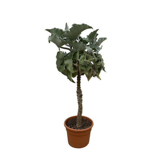 kalanchoe-beharensis-stam-180-cm-o45