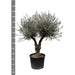 olea-europaea-bonsai-vertakt-220cm-o50