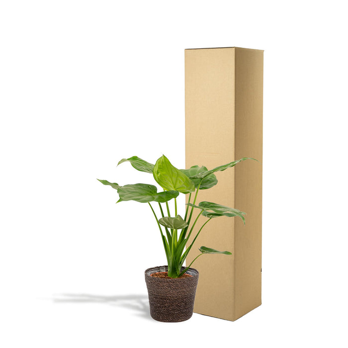 alocasia-cucullata-65cm-o19cm-mand-igmar