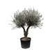 olea-europaea-bonsai-vertakt-220cm-o50