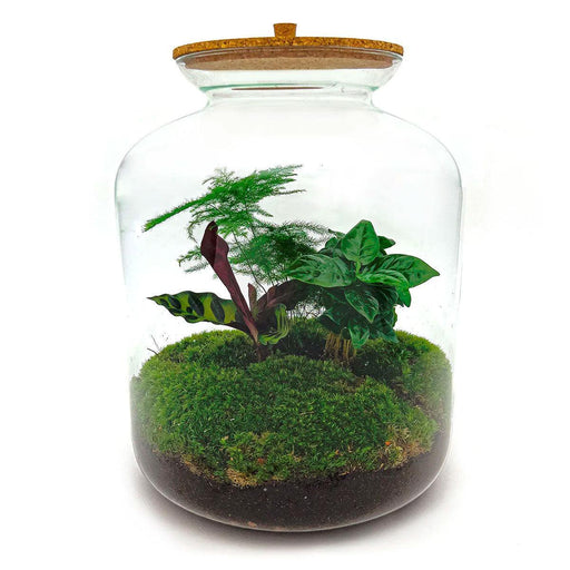 diy-terrarium-lukas-↕-33-cm-normal