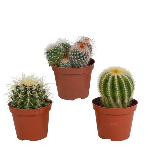 bolcactus-mix-8-5-cm-3-stuks-zonder-pot