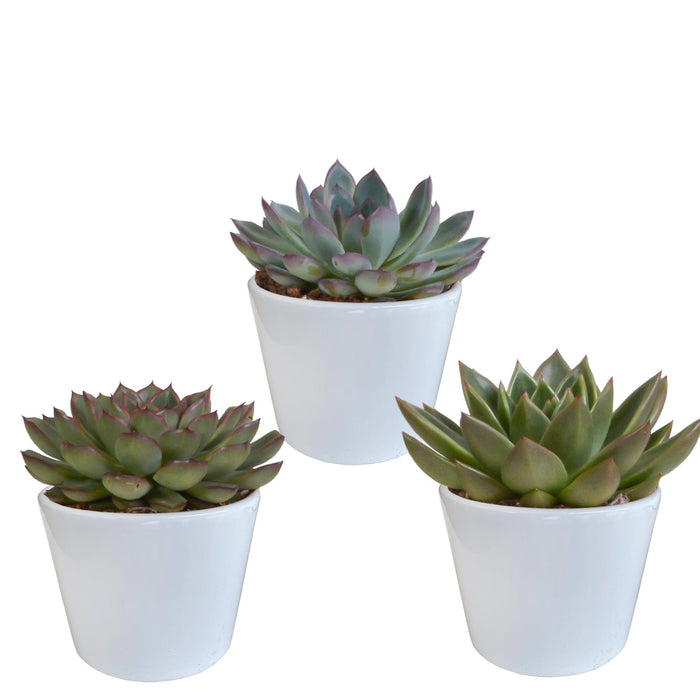 echeveria-mix-10-5-cm-3x-in-witte-pot