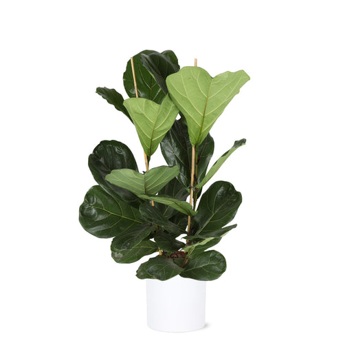 ficus-lyrata-o24cm-↕120cm-in-era-wit-pot