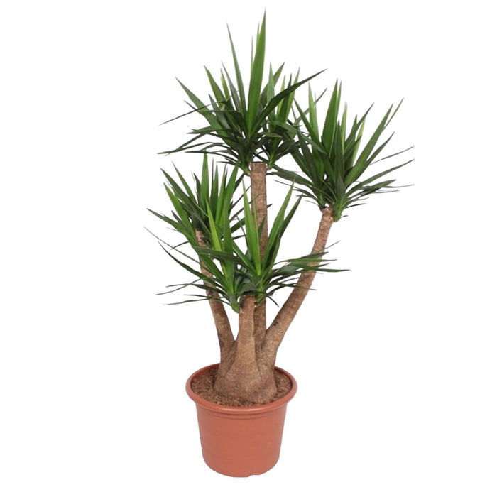 yucca-elephantipes-vertakt-170-cm-o45