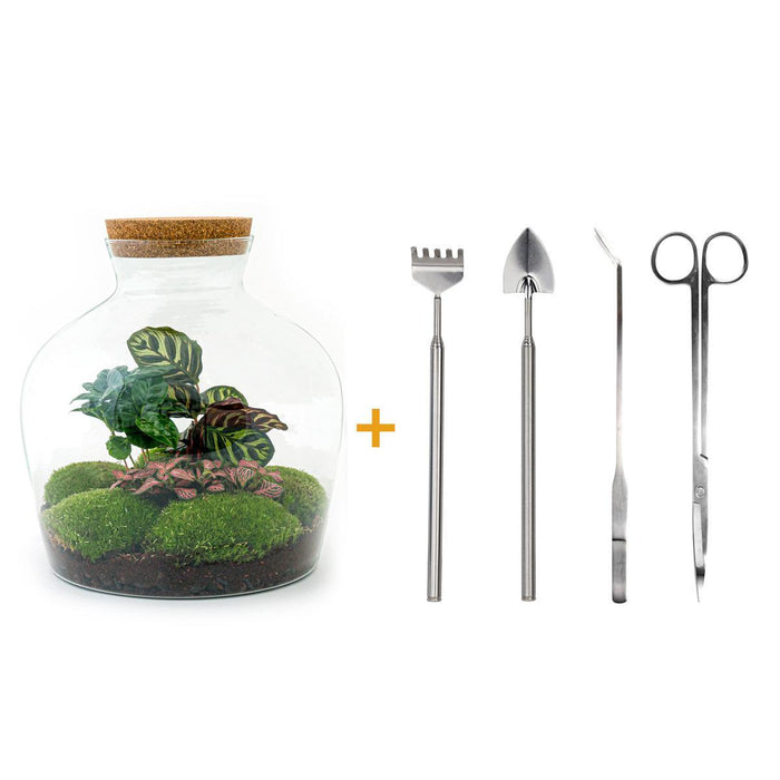 diy-terrarium-fat-joe-coffea-↕-30-cm-rake-shovel-tweezer-scissors