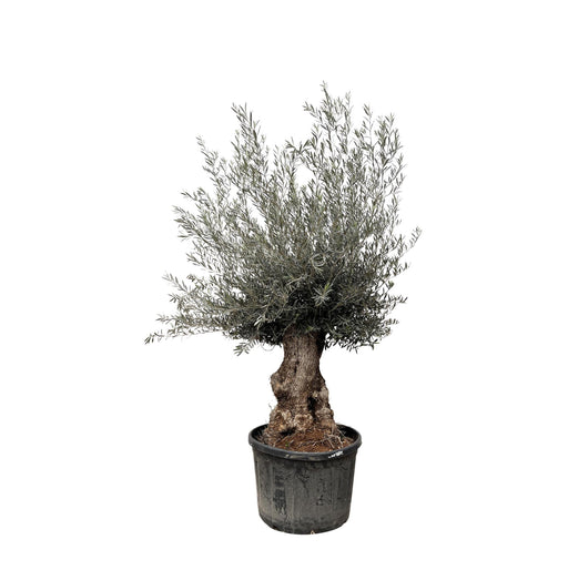 olea-europaea-bonsai-225cm-o80