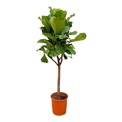 ficus-lyrata-boom-180cm-30