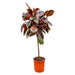 ficus-elastica-belize-op-stam-130-cm-o24