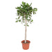 ficus-benghalensis-boom-180-cm-o40