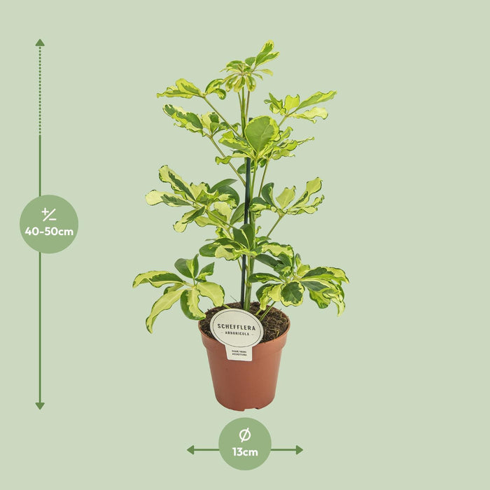 schefflera-charlotte-o13cm-↕45cm