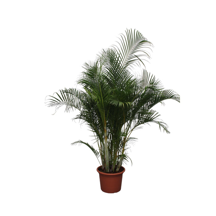 dypsis-lutescens-areca-palm-280-cm-o50