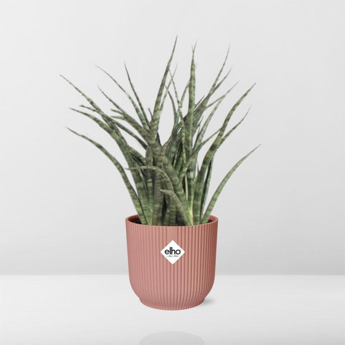 sansevieria-fernwood-punk-in-elho-vibes-fold-14cm-roze