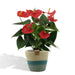 anthurium-andreanum-esudo-incl-pure-mand-45cm-o12