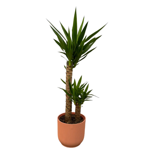 yucca-100cm-o21cm-inclusief-elho-vibes-fold-round-roze-d22xh20