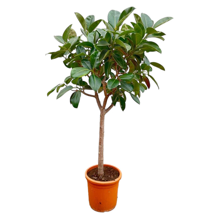 ficus-elastica-robusta-op-stam-210cm-o40