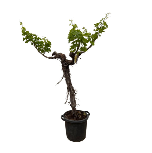 druivenboom-vitis-vinifera-stam-vertakt-220cm-o55