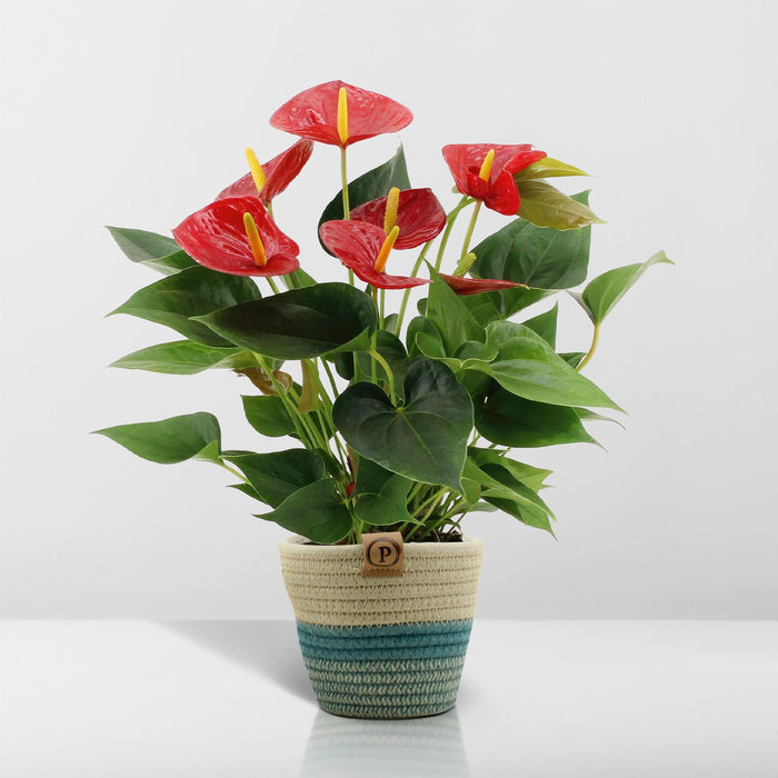 anthurium-andreanum-diamond-red-incl-pure-mand-45cm-o12