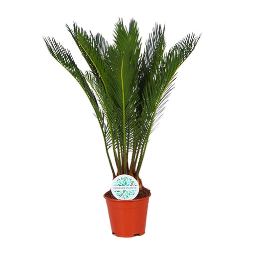 cycas-revoluta-o14cm-↕50cm